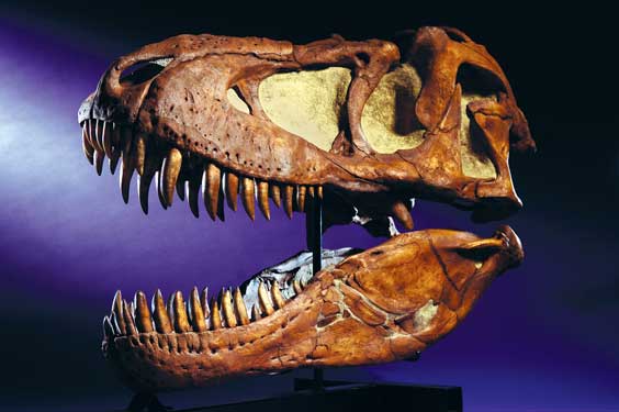 Appraisal: A HUGE MUSEUM CASTING OF A TYRANNOSAURUS BATAAR SKULL An