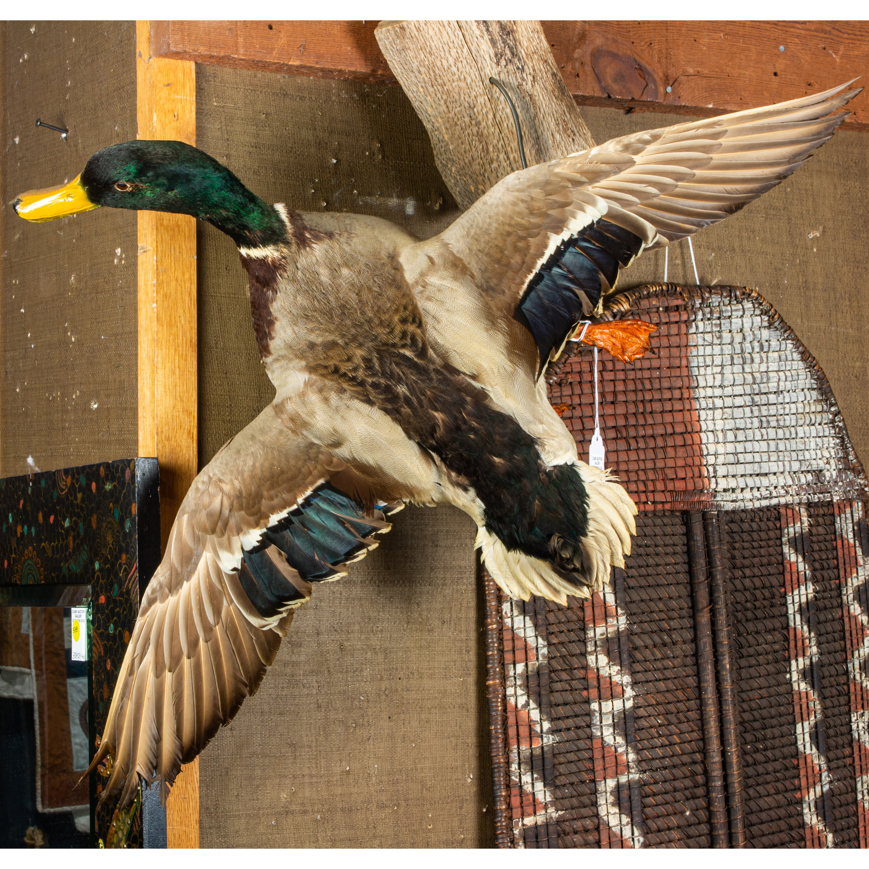 Appraisal: TAXIDERMY MALLARD DUCK MODELED IN FLIGHT Taxidermy mallard duck modeled