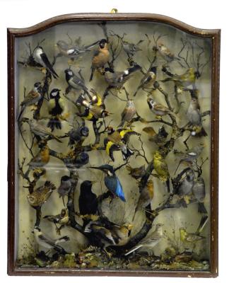 Appraisal: A VICTORIAN STUFFED BIRD DISPLAY comprising thirty six songbirds realistically