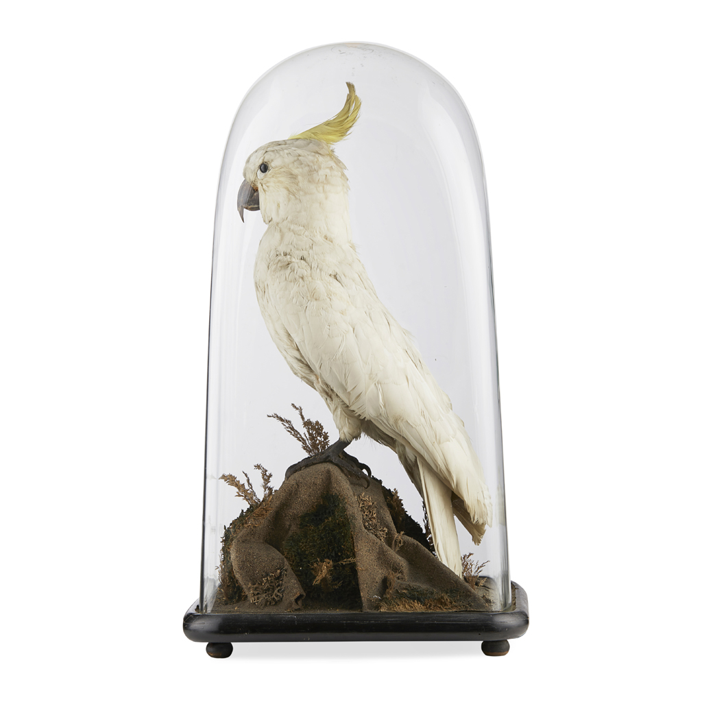 Appraisal: YTAXIDERMY SULPHUR CRESTED COCKATOO LATE TH CENTURY full mount with