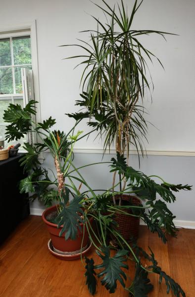 Appraisal: LARGE HOUSE PLANTS PHILODENDRON AND YUCCA TREESThe very large potted