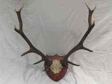 Appraisal: A pair of twelve point antlers mounted on a mahogany