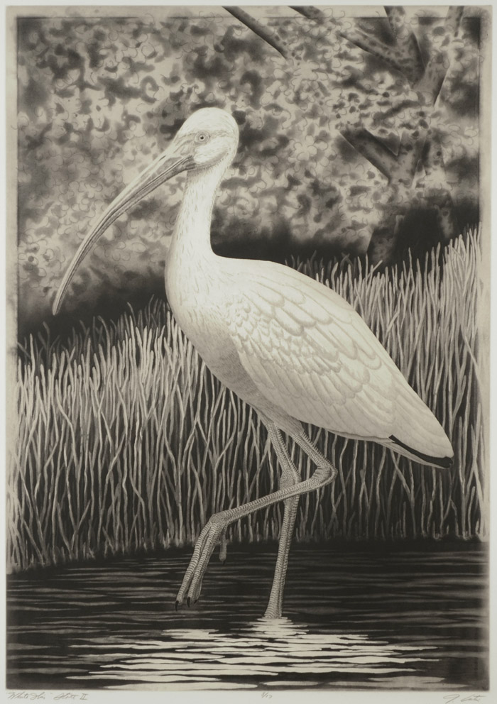 Appraisal: JOHN COSTIN ETCHING Florida th st century Titled White Ibis