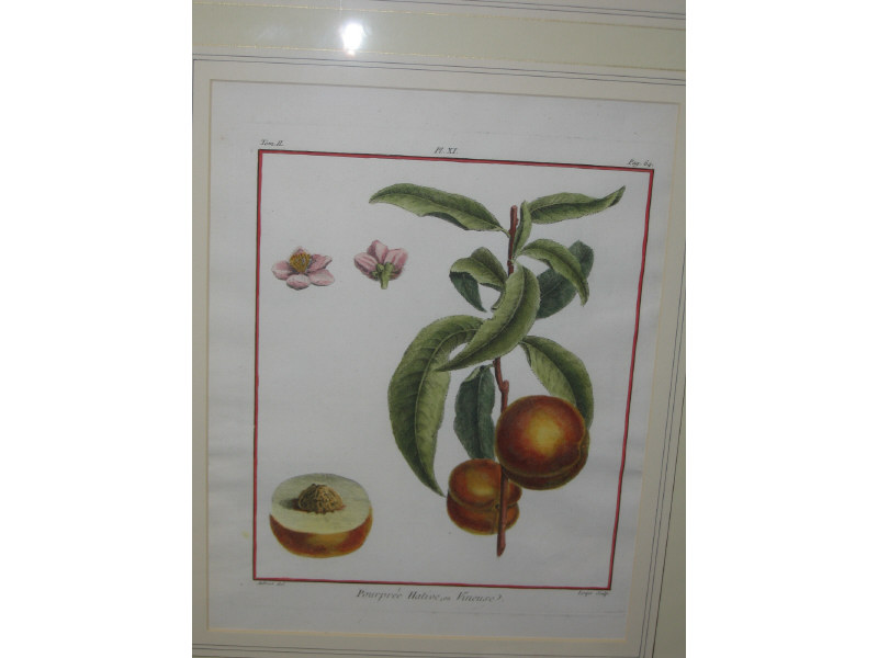 Appraisal: FOUR HAND-COLORED ENGRAVINGS OF PEACHES AND PEARS Duhamel Dumonceau Paris