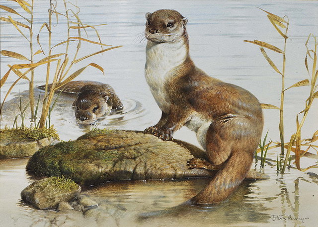 Appraisal: EDWIN PENNY b 'Otters' watercolour signed Frost and Reed label