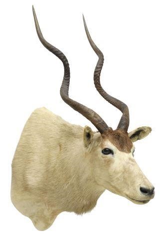 Appraisal: Addax Antelope shoulder taxidermy approx h w d SOLD TO