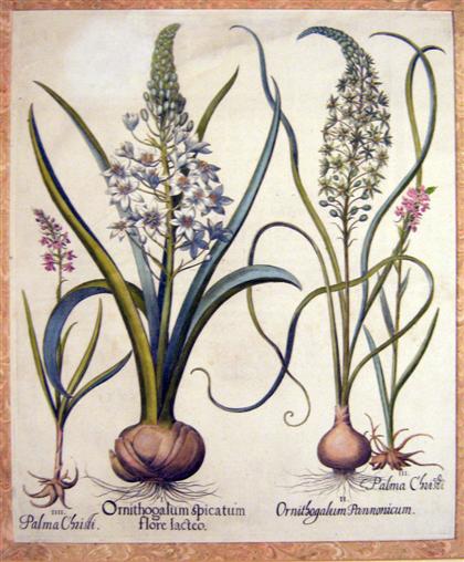 Appraisal: piece Hand-Colored Engraving Besler Basilius Orinthogalum Thyrsoides Orinthogalum Narbonnens Gymnadenia