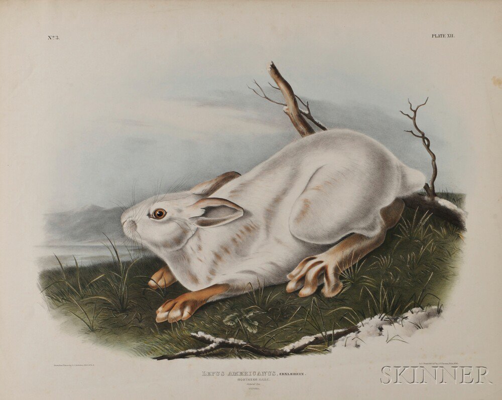 Appraisal: Audubon John James - Northern Hare Plate XII from The