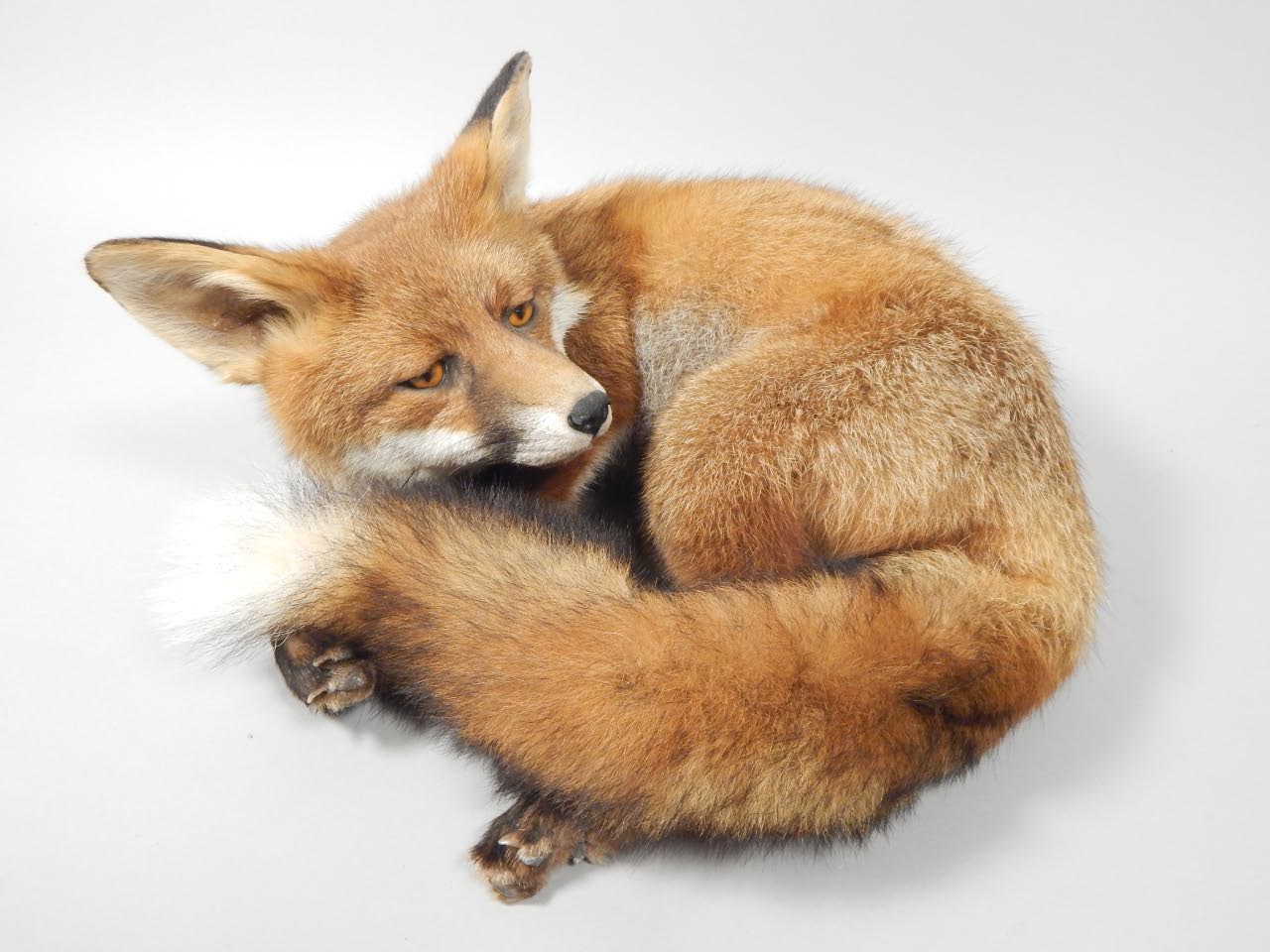 Appraisal: A taxidermied full fox in naturalistic pose cm long