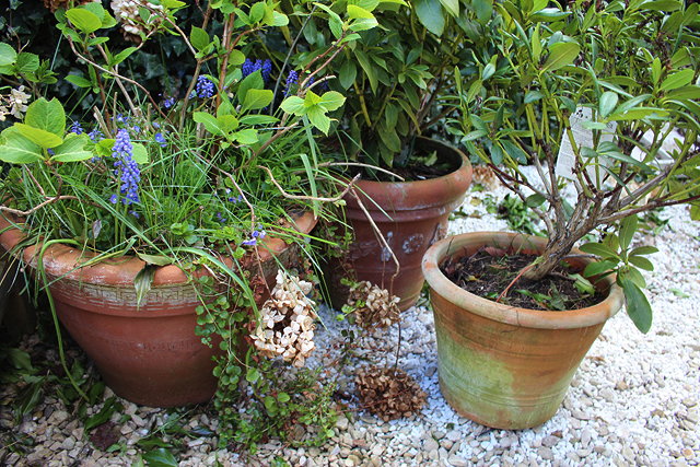 Appraisal: A CAST TERRACOTTA POT WITH RHODODENDRON cm wide x cm