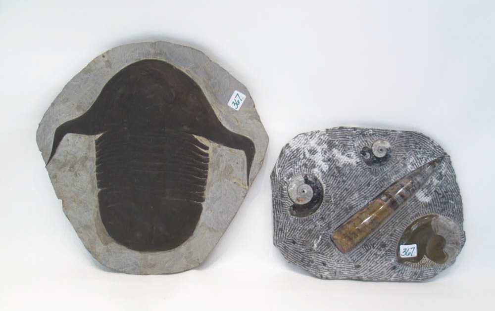 Appraisal: TWO SPECIMEN FOSSIL PLATE a single trilobite on matrix with