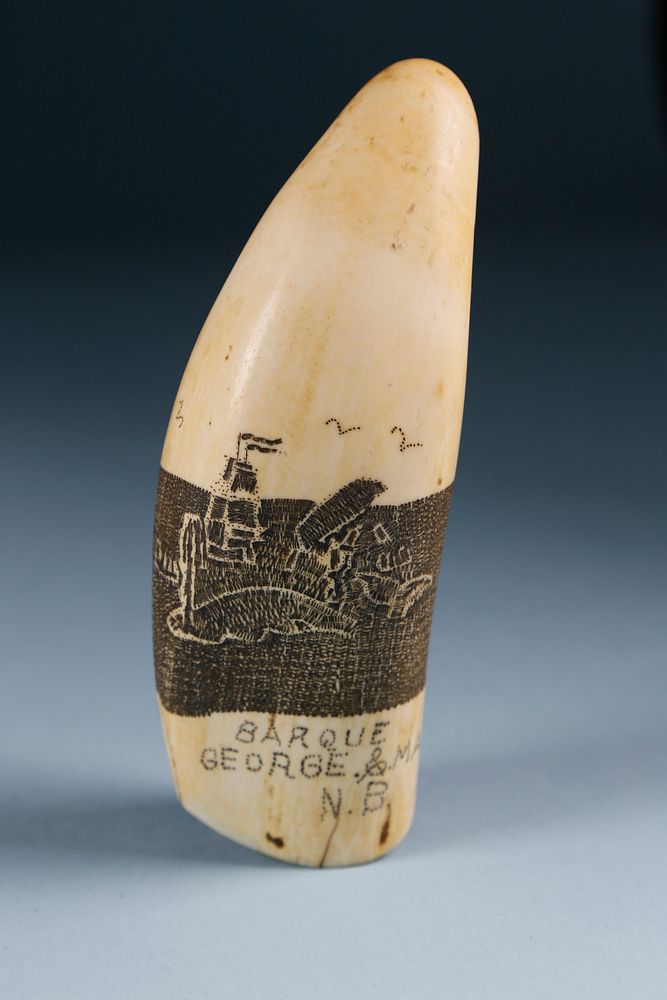 Appraisal: Barque George Mary N B Scrimshaw Sperm Whale Tooth circa