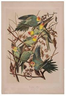 Appraisal: After John James Audubon New York - Carolina Parrot plate