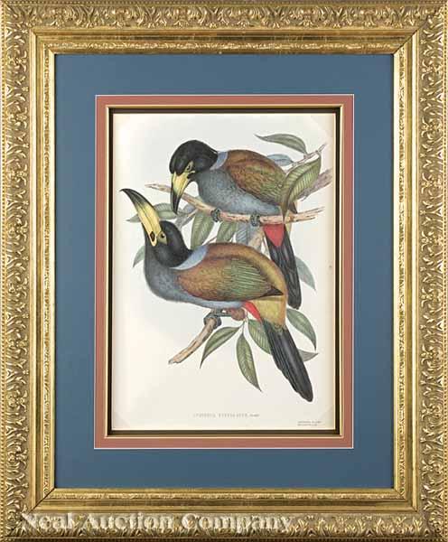 Appraisal: After John Gould English - Andigena Cucullatus hand-colored lithograph from