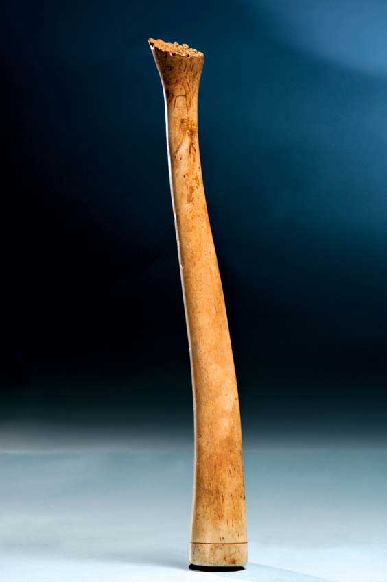 Appraisal: ESKIMO FOSSILIZED OOSIK CLUB Alaska The baculum or ospenis is