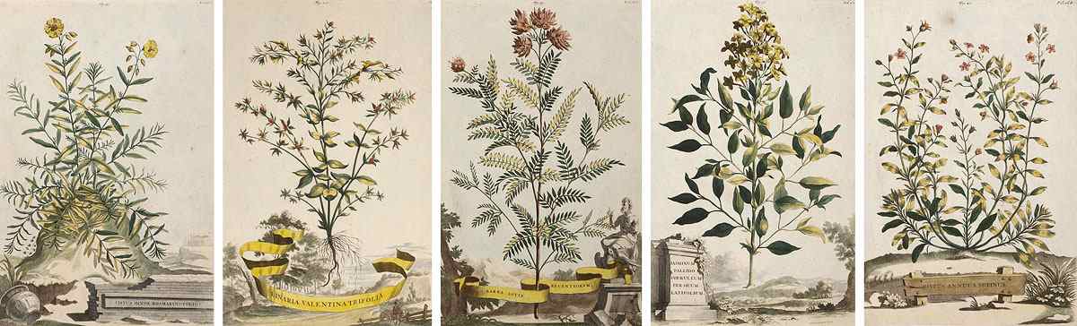 Appraisal: MUNTING Abraham German - Collection of botanical etchings to include