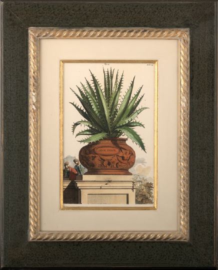 Appraisal: French School Aloe Ferox and Aloe Americana Minor pair of