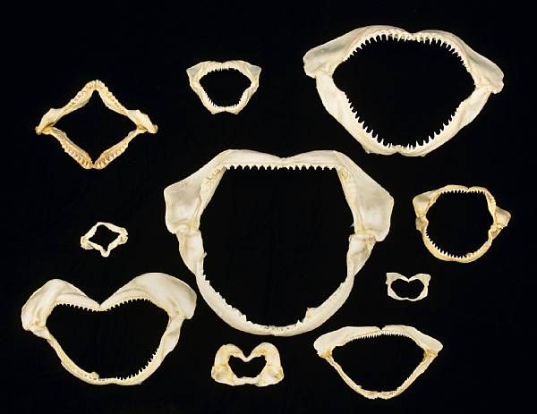 Appraisal: Large Shark Jaw Collection Carcharhinus altimus Heptranchias perlo Carcharhinus brevipinna