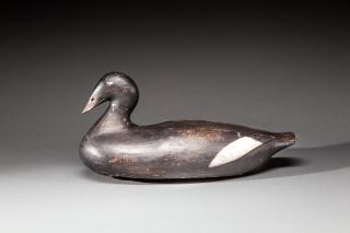 Appraisal: Scoter by Augustus Aaron Wilson Augustus Aaron Wilson - South