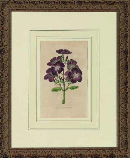 Appraisal: French School th Century Botanicals suite of five hand-colored lithographs