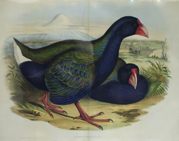 Appraisal: Notornis Notornis Mantelli Double page plate x cm