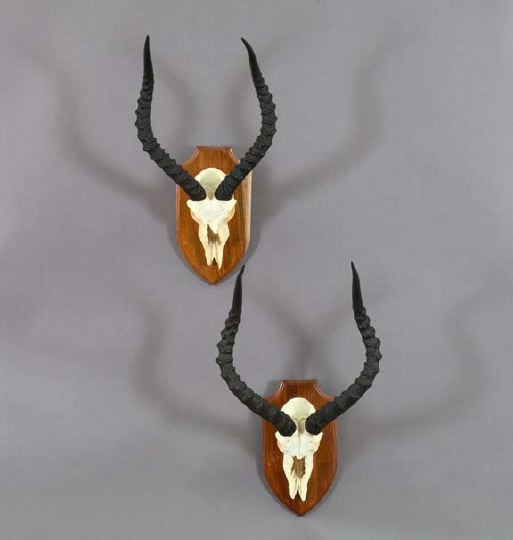 Appraisal: Pair of Mounted Specimen Impala Skulls with Horns mounted on