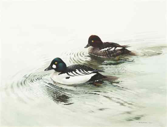 Appraisal: Berrisford Hill Two Swimming Ducks watercolor signed Berrisford Hill lower