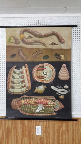 Appraisal: German Earthworm Science Educational Chart Produced by Wilhelm Hagemann Lehrmittelverlag