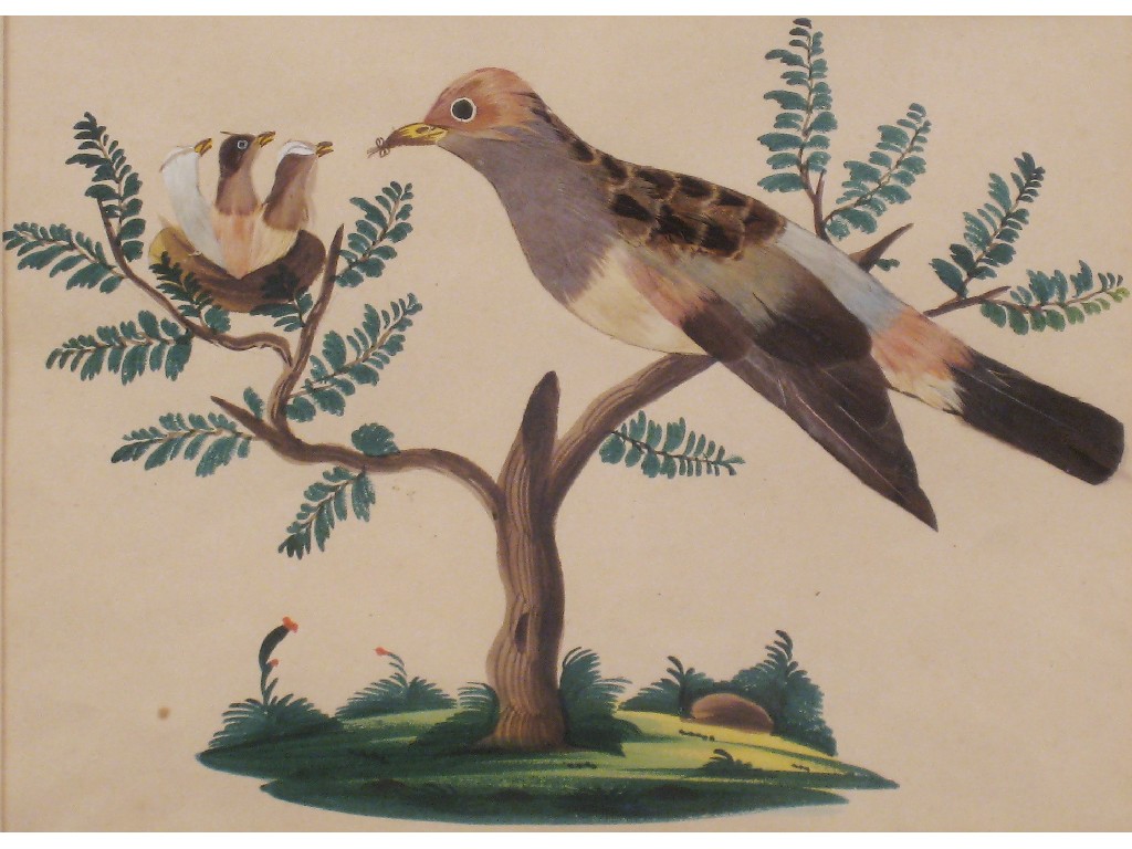 Appraisal: Pair of late th Century watercolour and feather Pictures of