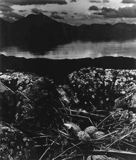 Appraisal: BRANDT BILL - Gull's Nest Isle of Skye after James