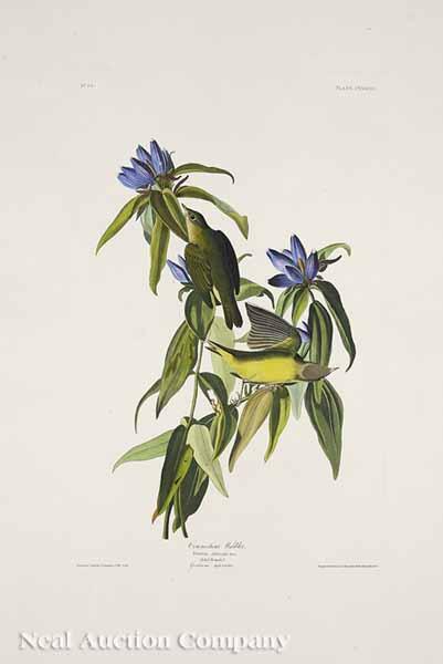 Appraisal: After John James Audubon American - Connecticut Warbler No plate