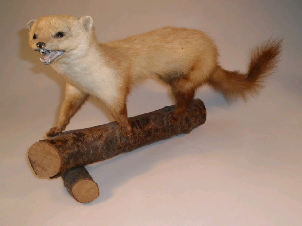 Appraisal: A taxidermy model of a pine marten with its winter