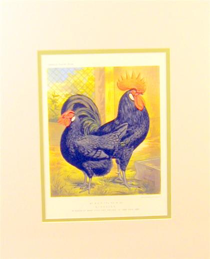 Appraisal: Set of eight color lithographs of poultry cassell late th