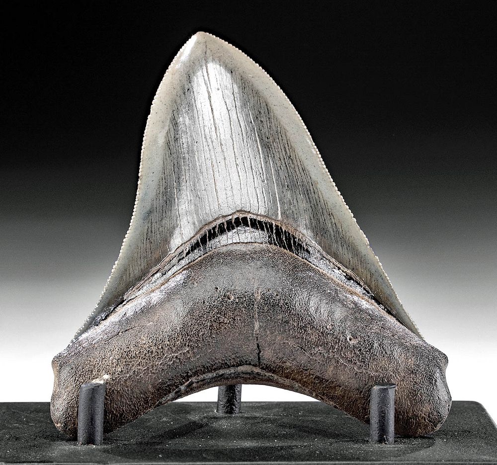 Appraisal: Pretty Fossilized North American Megalodon Tooth Ancient Seas North America