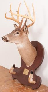 Appraisal: Taxidermy Point Buck Head and Hooves Gun Rack Mounted on