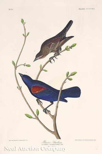 Appraisal: John James Audubon American - Prairie Starling Plate hand-colored engraving