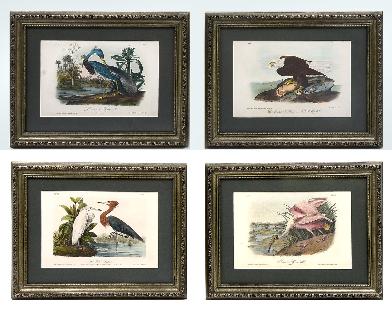 Appraisal: FOUR AUDUBON OCTAVO LITHOGRAPHS Louisiana Heron Bald Eagle Roseate Spoonbill