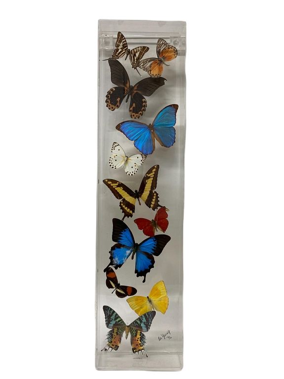 Appraisal: Butterflies Acrylic Case by Artist De Young Butterflies Acrylic Case