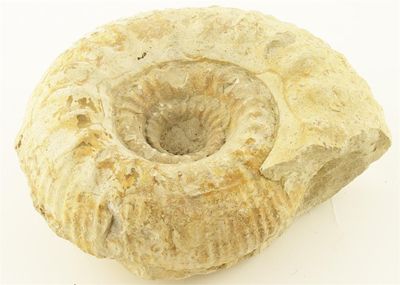 Appraisal: An Ammonite x in x cm