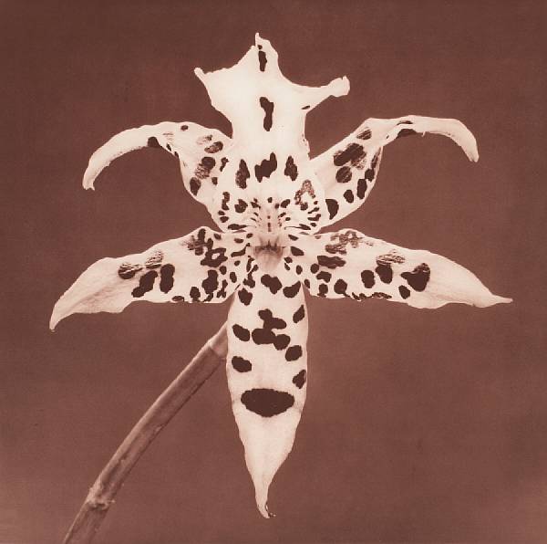 Appraisal: Robert Mapplethorpe American - Tiger Orchid from Flowers Suite Toned