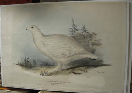 Appraisal: pieces Hand-Colored Lithographs Lear Edward Common Pheasant Short-Toed Ptarmigan London