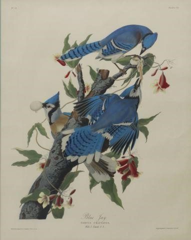 Appraisal: Framed lithograph on paper with hand coloring Blue Jay Corvus