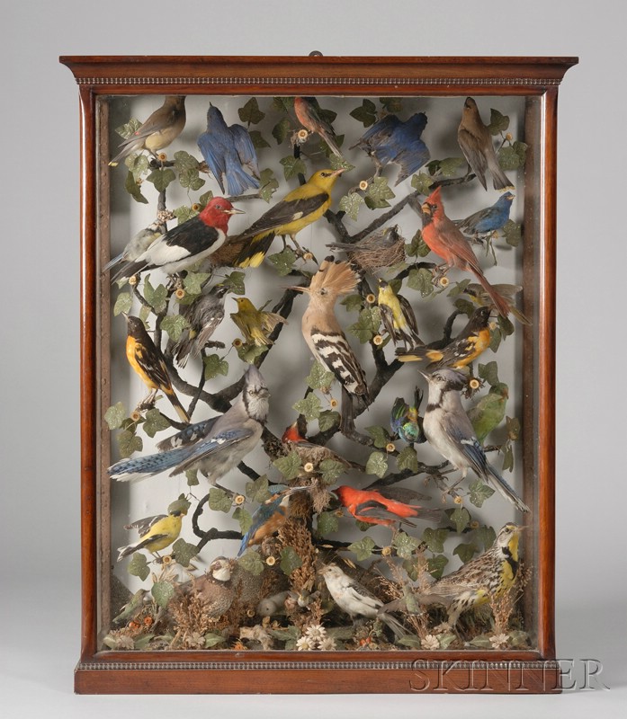 Appraisal: Late Victorian Glazed Walnut Cased Diorama of Thirty-four American Birds