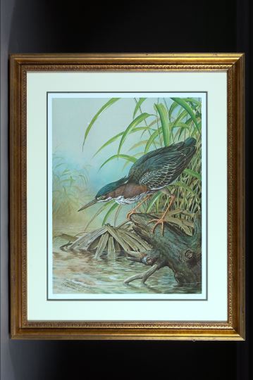 Appraisal: Basil Ede British b Green Heron - Butorides Striatus Charleston