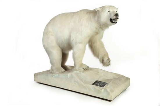 Appraisal: POLAR BEAR FULL BODY TAXIDERMY MOUNT On an ice-form base