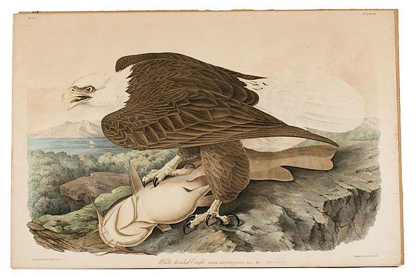 Appraisal: AUDUBON BIEN EDITION WHITE HEADED EAGLE mid th century chromolithograph