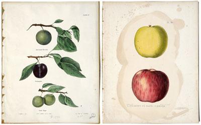 Appraisal: Ebenezer Emmons lithographs from Natural History of New York Albany