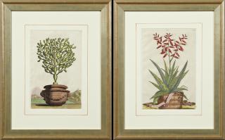 Appraisal: Abraham Munting - Aloe Vera Costa Spinosa and Opuntia Maior