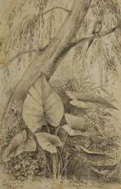 Appraisal: William Swainson British New Zealander - Arum Esculentum Rio De