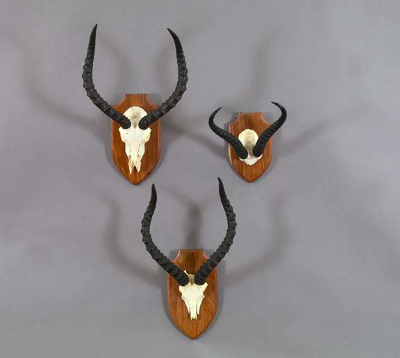 Appraisal: Near-Pair of Mounted Specimen Impala Skulls with Horns mounted on